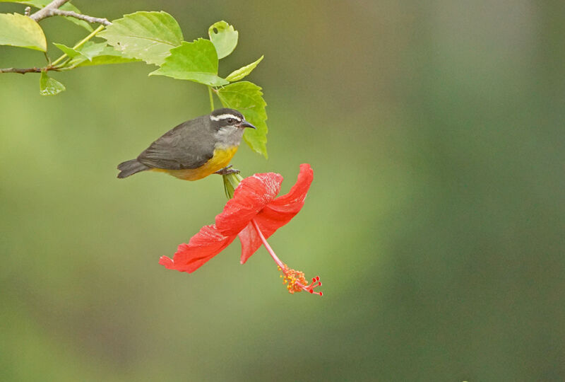 Bananaquit