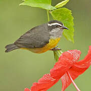 Bananaquit