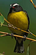 Bananaquit