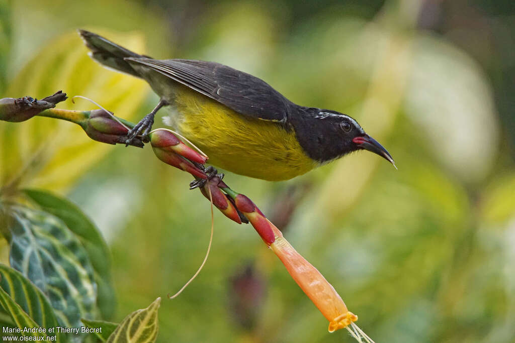 Bananaquitadult, feeding habits