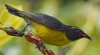 Bananaquit