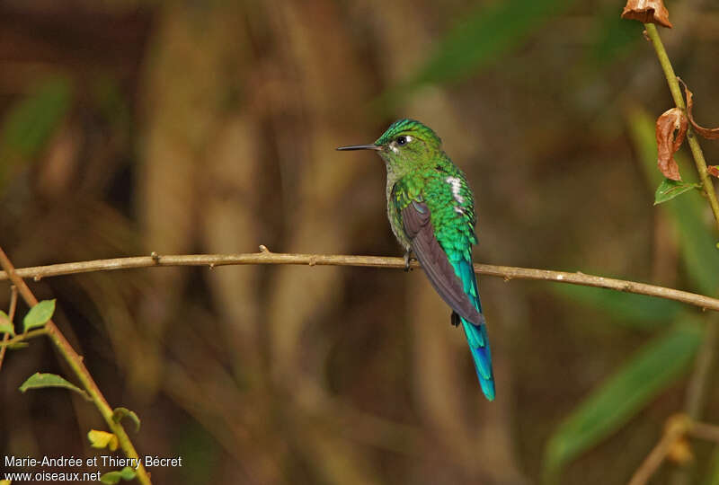 Long-tailed Sylph male adult, identification