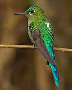 Long-tailed Sylph