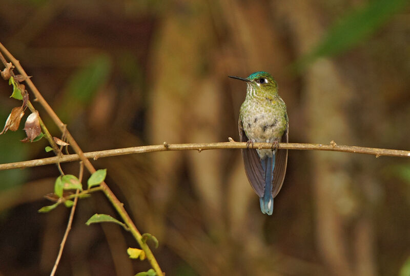 Long-tailed Sylph