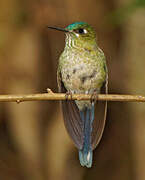 Long-tailed Sylph