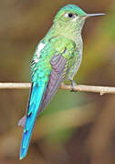 Long-tailed Sylph