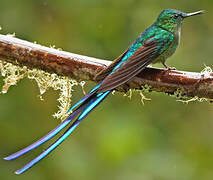 Long-tailed Sylph