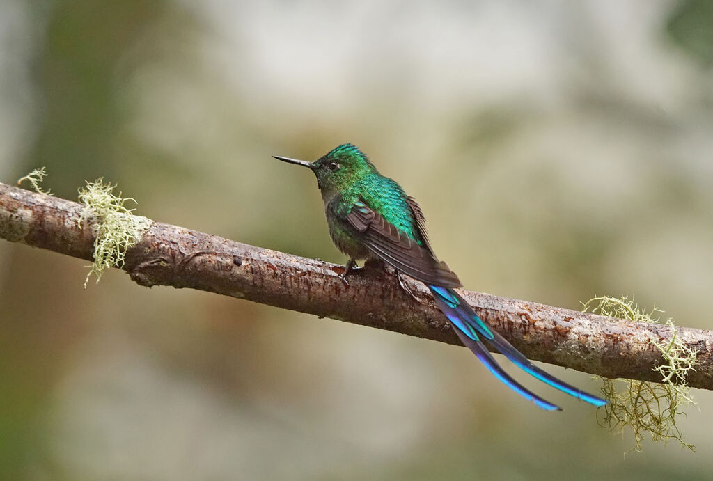 Long-tailed Sylph male