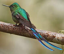 Long-tailed Sylph