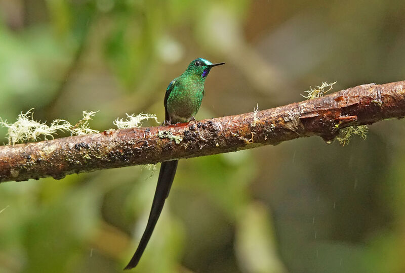 Long-tailed Sylph male