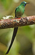 Long-tailed Sylph