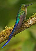 Violet-tailed Sylph