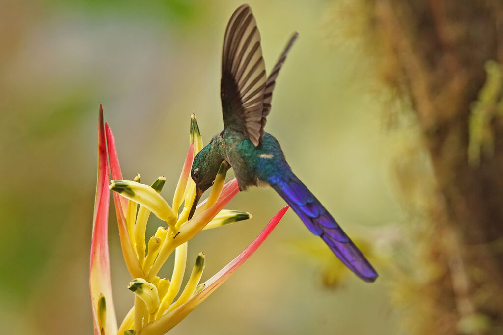 Violet-tailed Sylph male