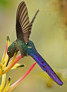 Violet-tailed Sylph