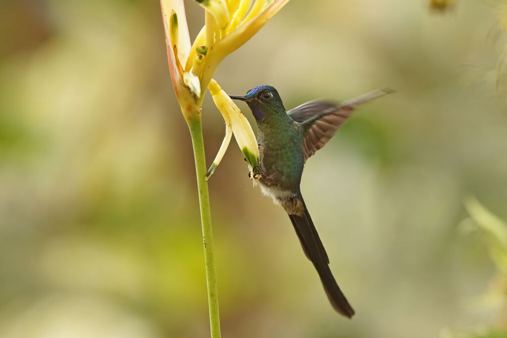 Violet-tailed Sylph male