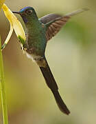 Violet-tailed Sylph