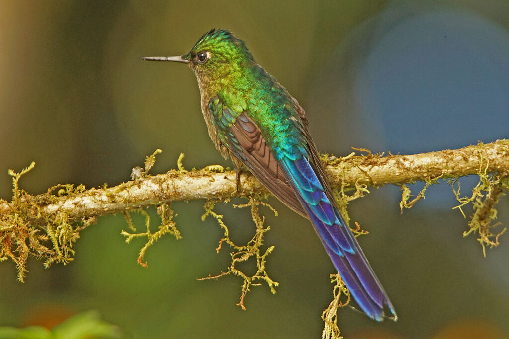 Violet-tailed Sylph male