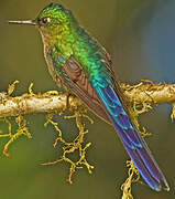 Violet-tailed Sylph