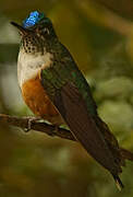 Violet-tailed Sylph