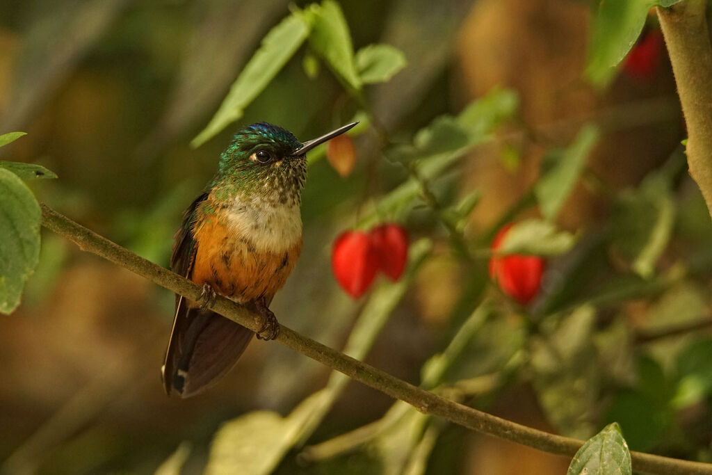 Violet-tailed Sylph female