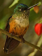 Violet-tailed Sylph