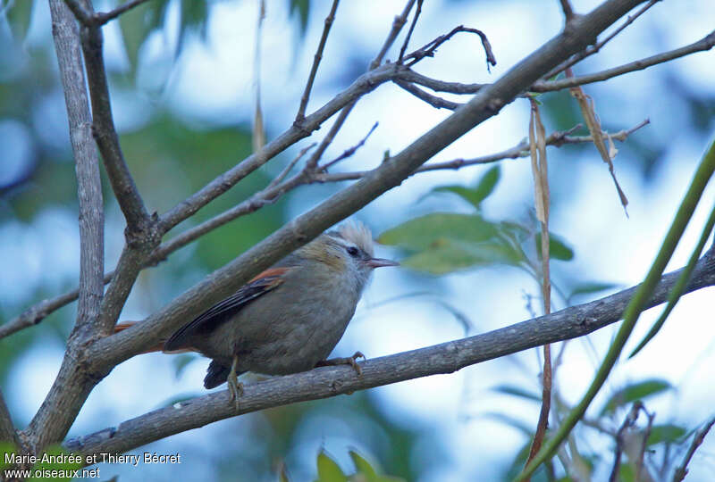 Creamy-crested Spinetailadult, habitat, pigmentation