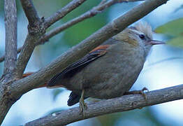 Creamy-crested Spinetail