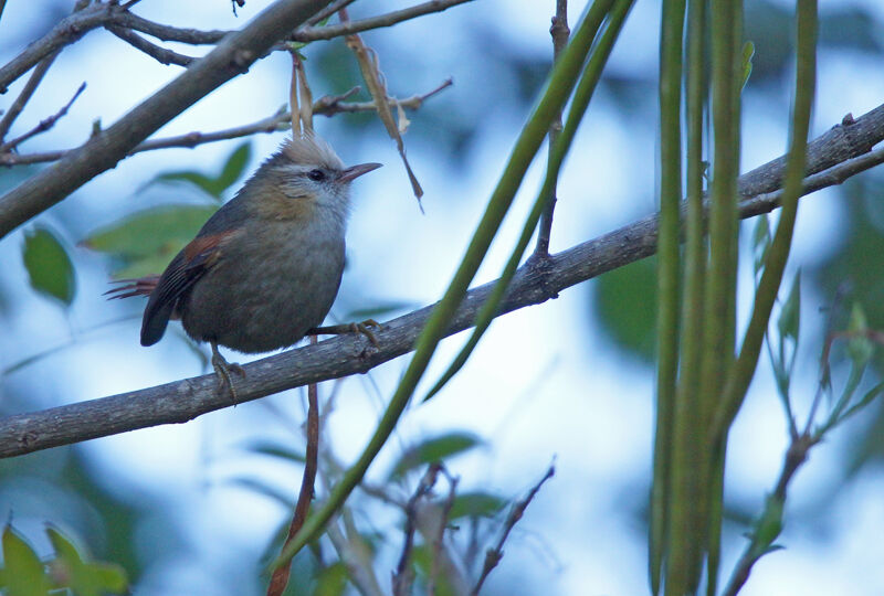 Creamy-crested Spinetail