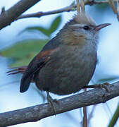 Creamy-crested Spinetail