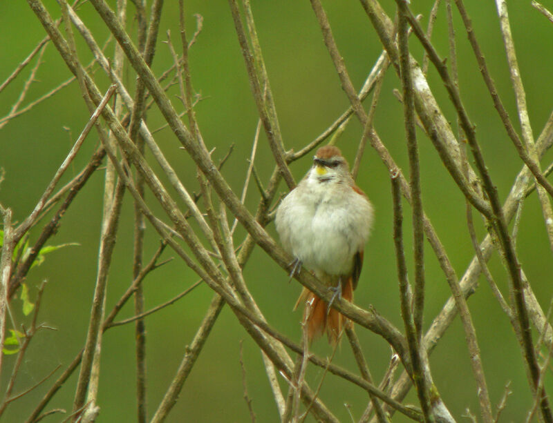 Yellow-chinned Spinetail