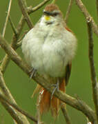 Yellow-chinned Spinetail