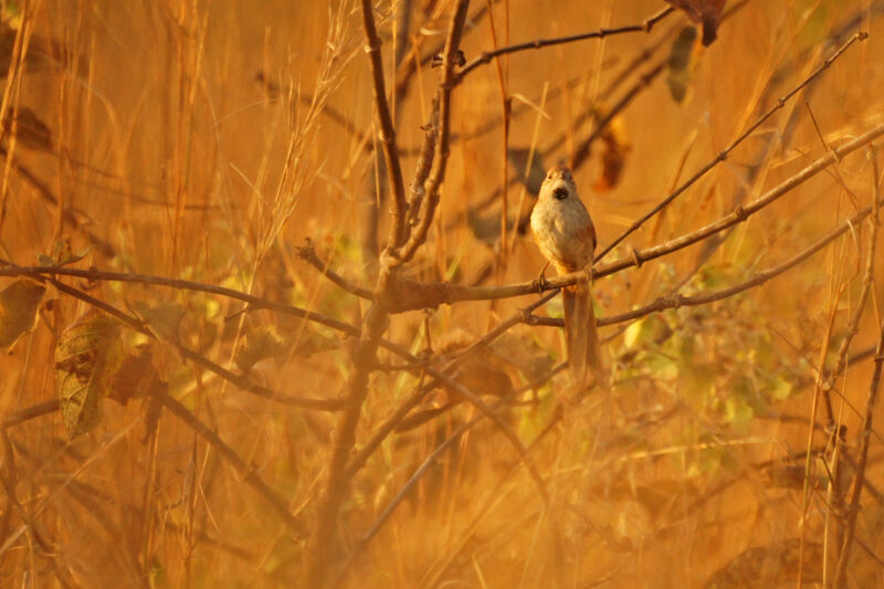 Pale-breasted Spinetail