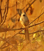 Pale-breasted Spinetail