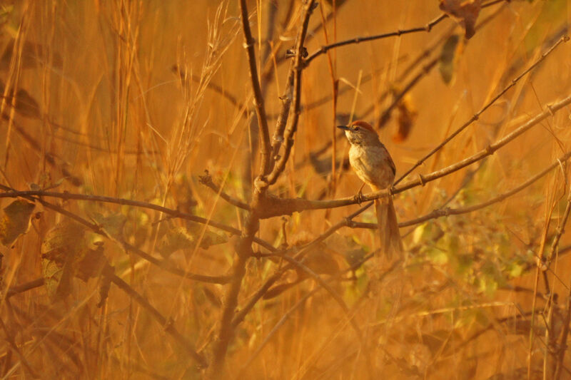 Pale-breasted Spinetail