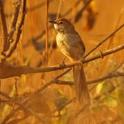 Pale-breasted Spinetail