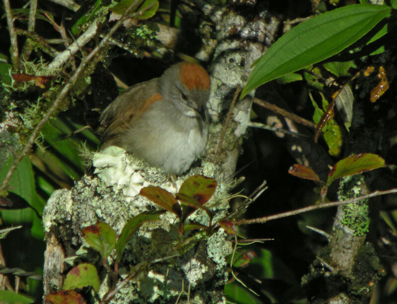 Slaty Spinetail