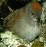 Slaty Spinetail