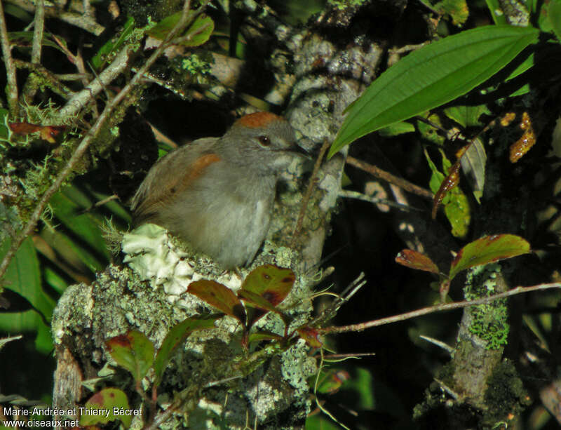 Slaty Spinetailadult, close-up portrait