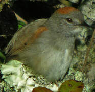 Slaty Spinetail