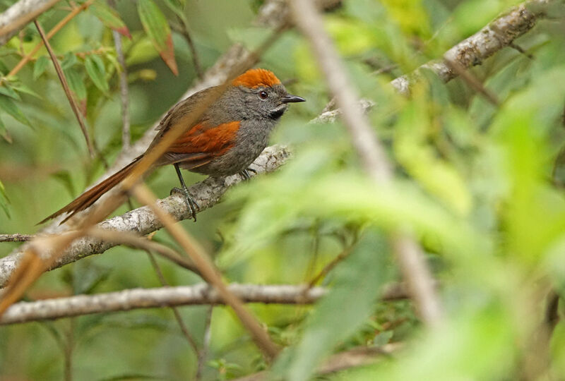 Azara's Spinetailadult, identification