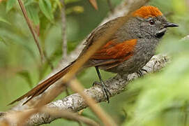 Azara's Spinetail