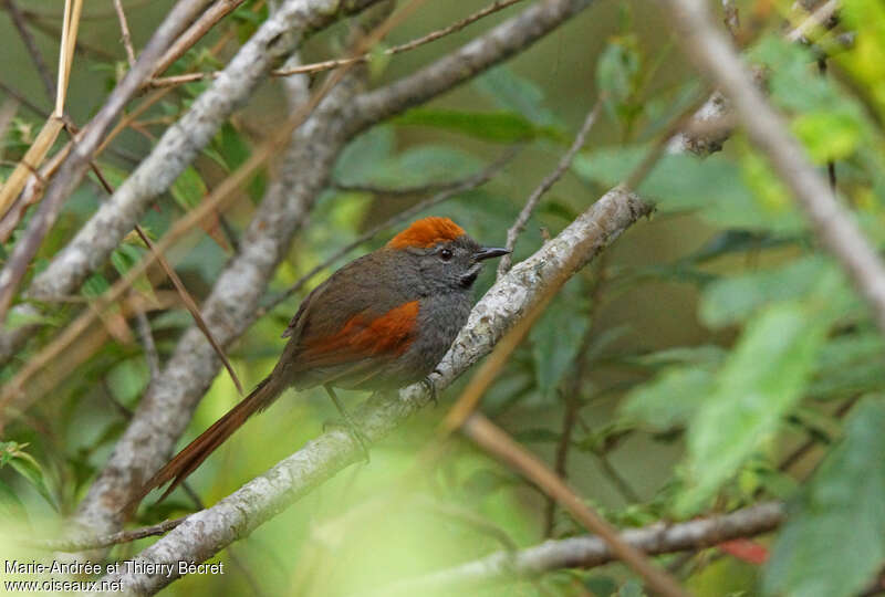 Azara's Spinetailadult, identification