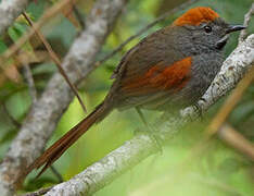 Azara's Spinetail