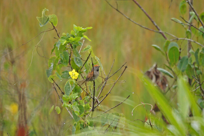 Spix's Spinetail