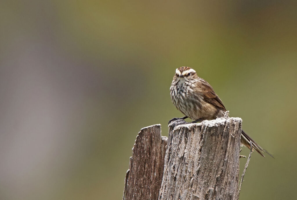 Andean Tit-Spinetail