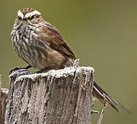 Andean Tit-Spinetail