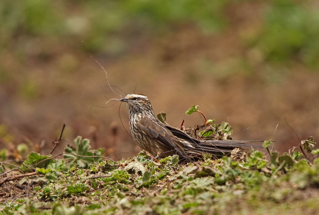 Andean Tit-Spinetail