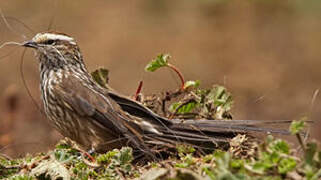 Andean Tit-Spinetail