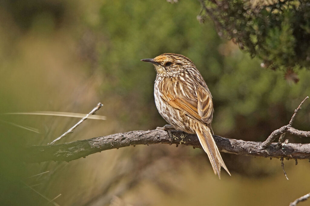 Many-striped Canasteroadult, aspect