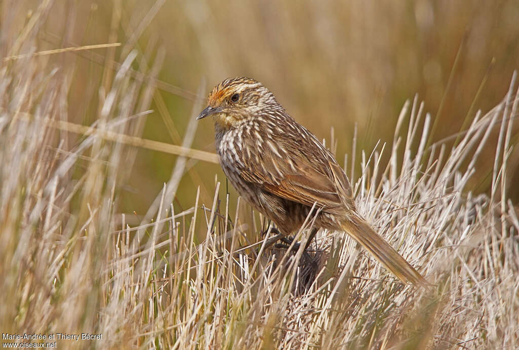 Many-striped Canasteroadult, identification